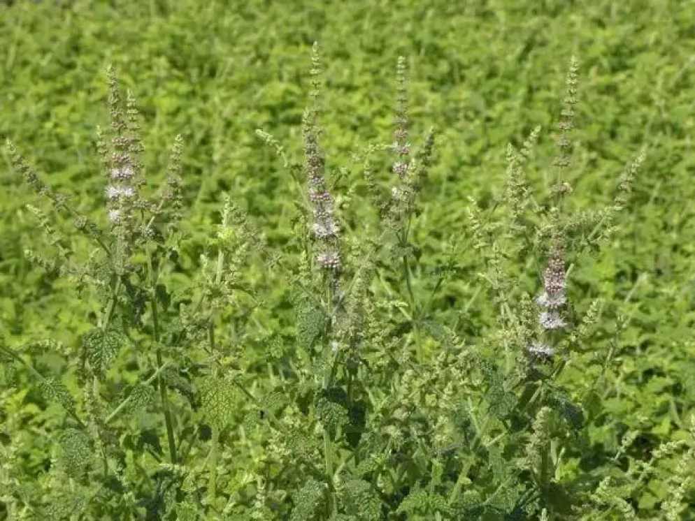 Mentha arvensis 'Strawberry' (Aardbeienmunt) 15cm