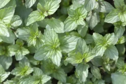 Mentha piperita 'Black Mitcham' (Engelse zwarte munt)