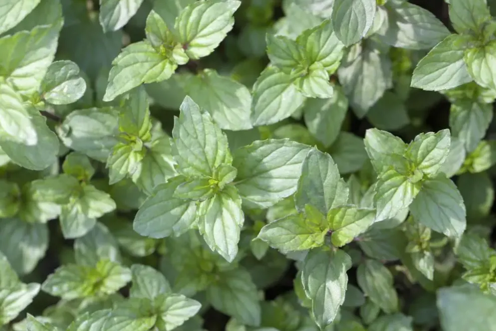 Mentha piperita 'Black Mitcham' (Engelse zwarte munt)