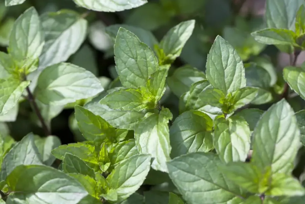 Mentha piperita 'Black Mitcham' (Engelse zwarte munt)