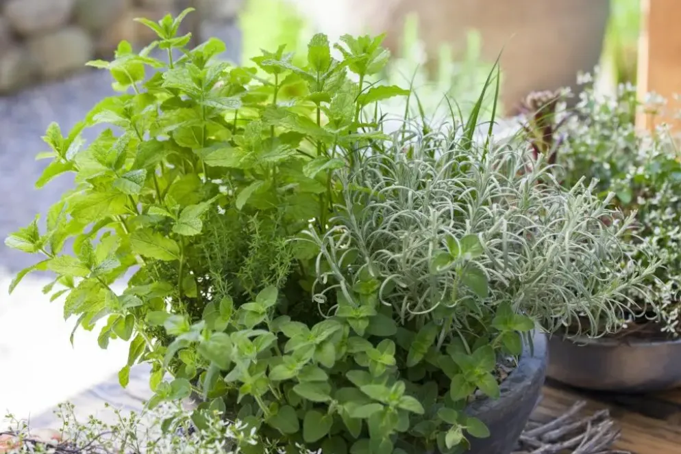 Mentha piperita 'Black Mitcham' (Engelse zwarte munt)