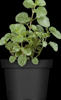 Mentha piperita 'Black Mitcham' (Engelse zwarte munt)