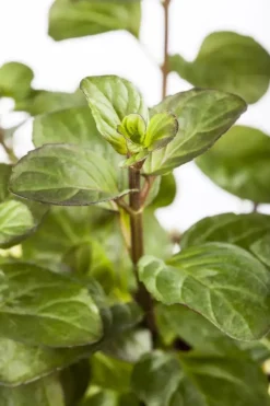 Mentha piperita 'Black Mitcham' (Engelse zwarte munt)