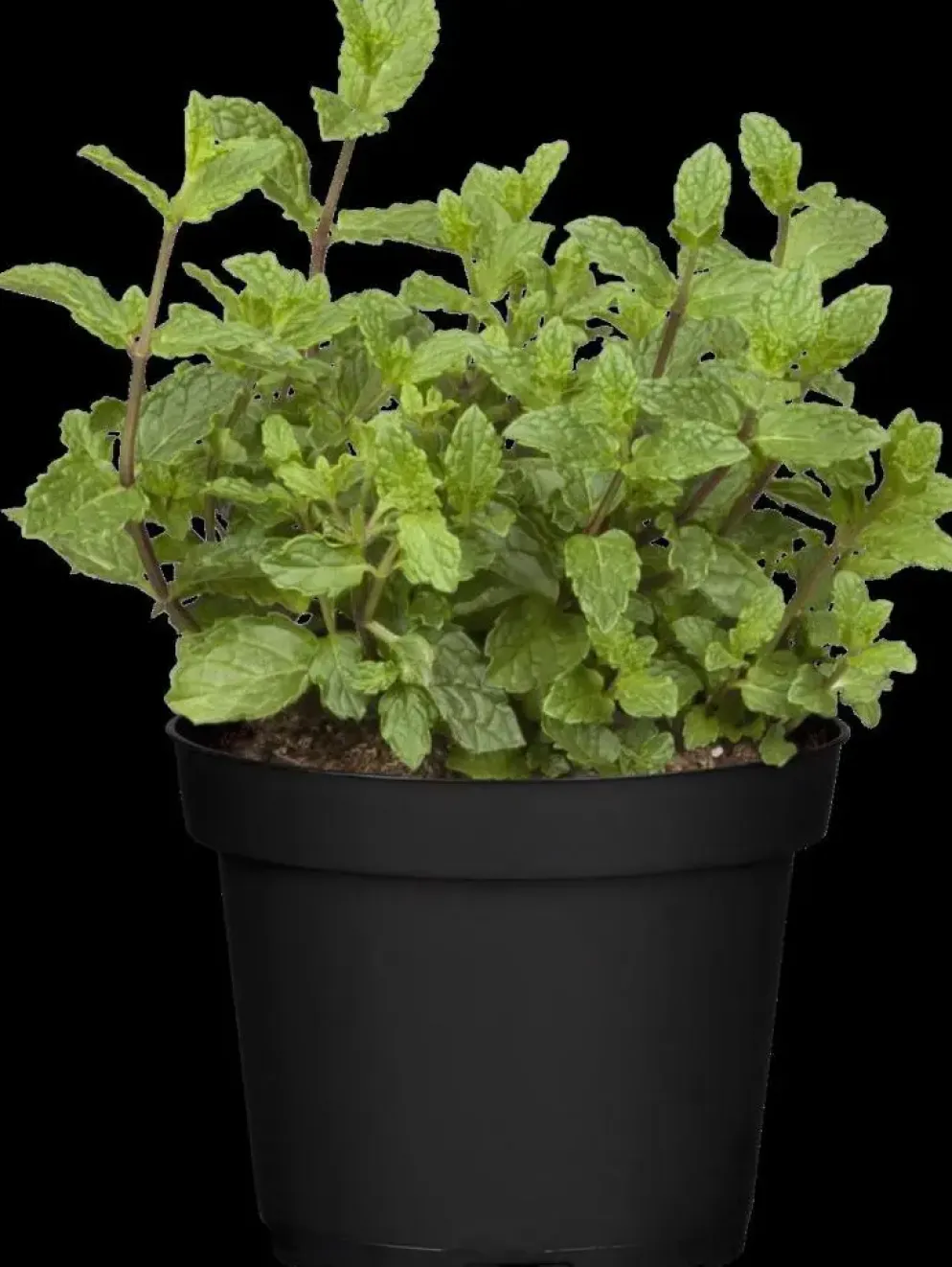 Mentha piperita 'Black Mitcham' (Engelse zwarte munt)