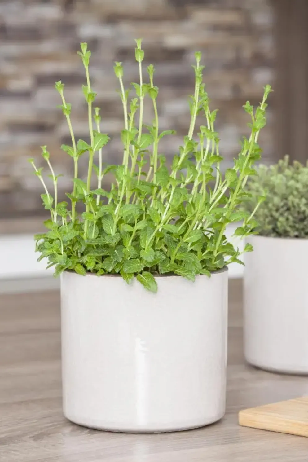 Mentha piperita 'Black Mitcham' (Engelse zwarte munt)