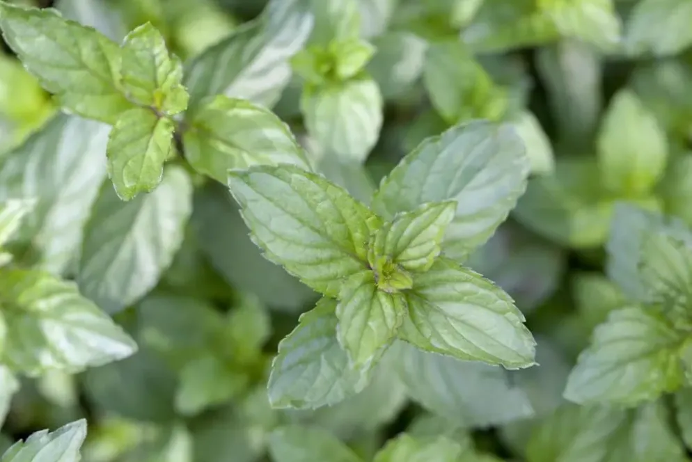 Mentha piperita 'Black Mitcham' (Engelse zwarte munt)