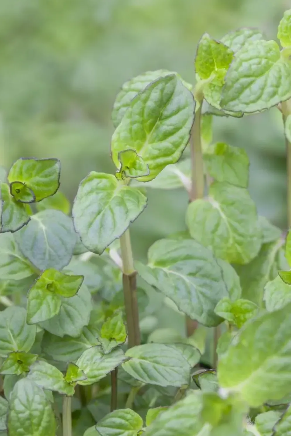 Mentha piperita 'Black Mitcham' (Engelse zwarte munt)