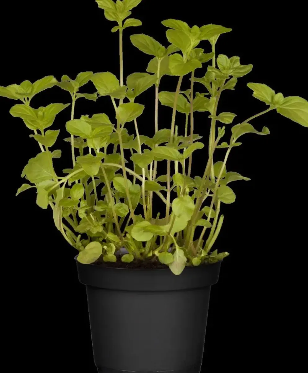 Mentha piperita 'Black Mitcham' (Engelse zwarte munt)