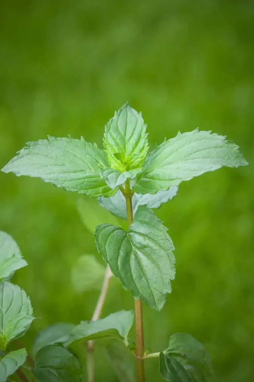Mentha piperita 'Black Mitcham' (Engelse zwarte munt)