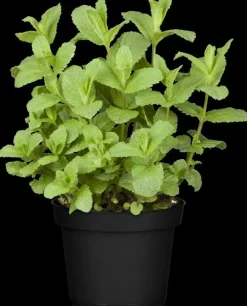 Mentha piperita 'Black Mitcham' (Engelse zwarte munt)
