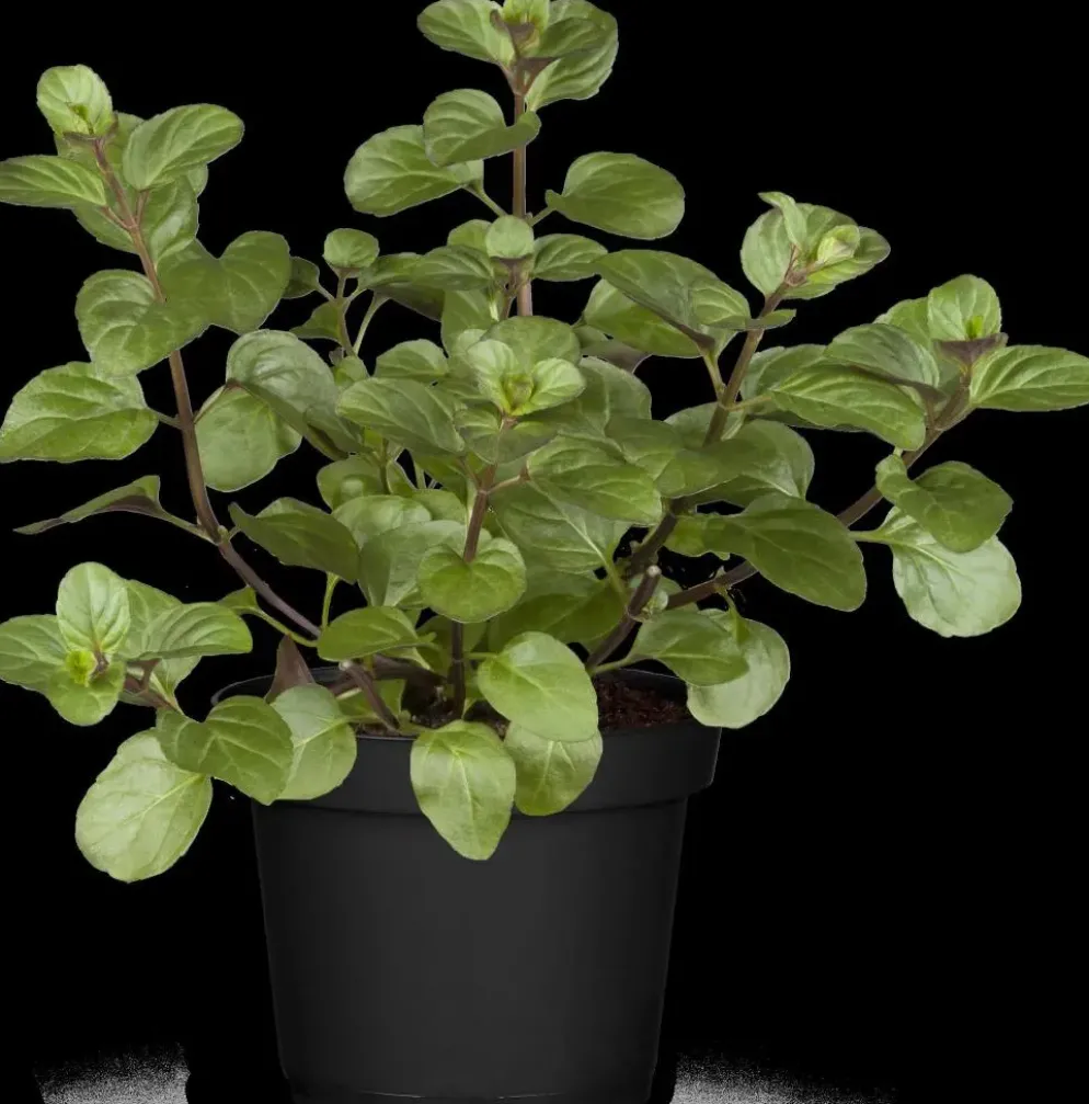 Mentha piperita 'Black Mitcham' (Engelse zwarte munt)