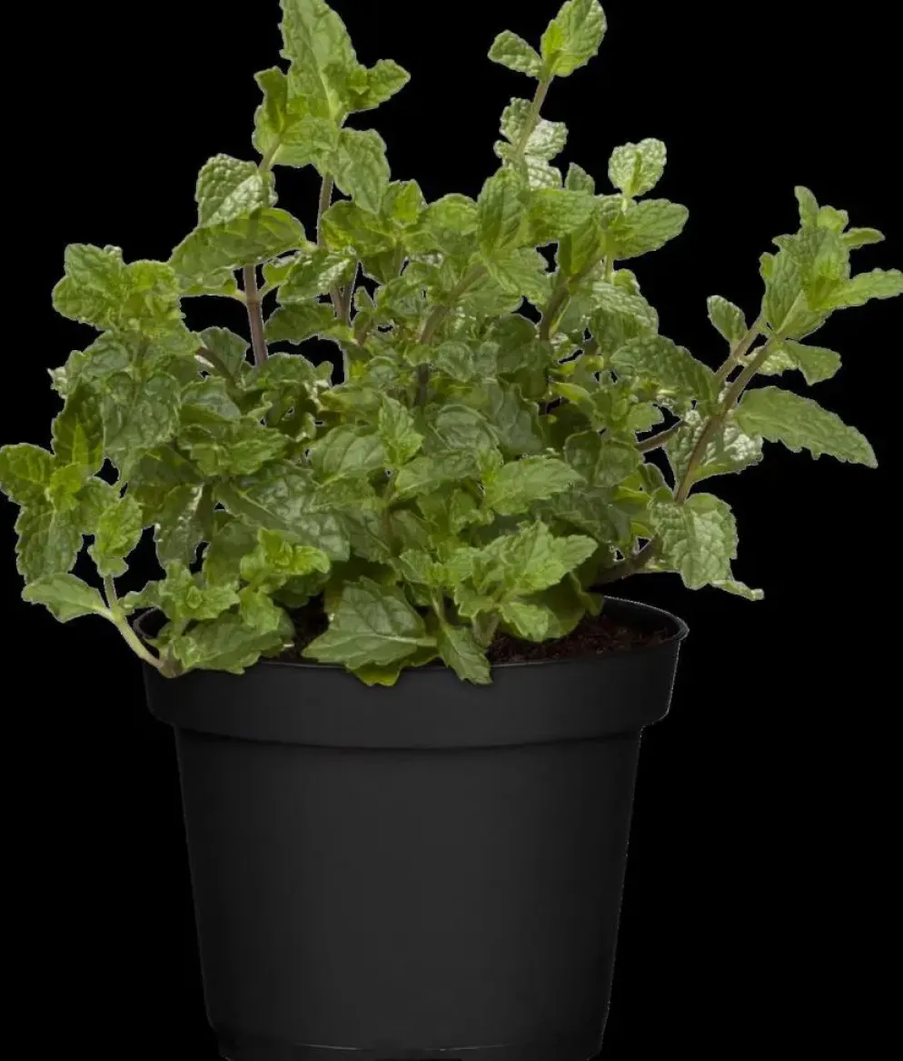 Mentha piperita 'Black Mitcham' (Engelse zwarte munt)