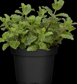 Mentha piperita 'Black Mitcham' (Engelse zwarte munt)