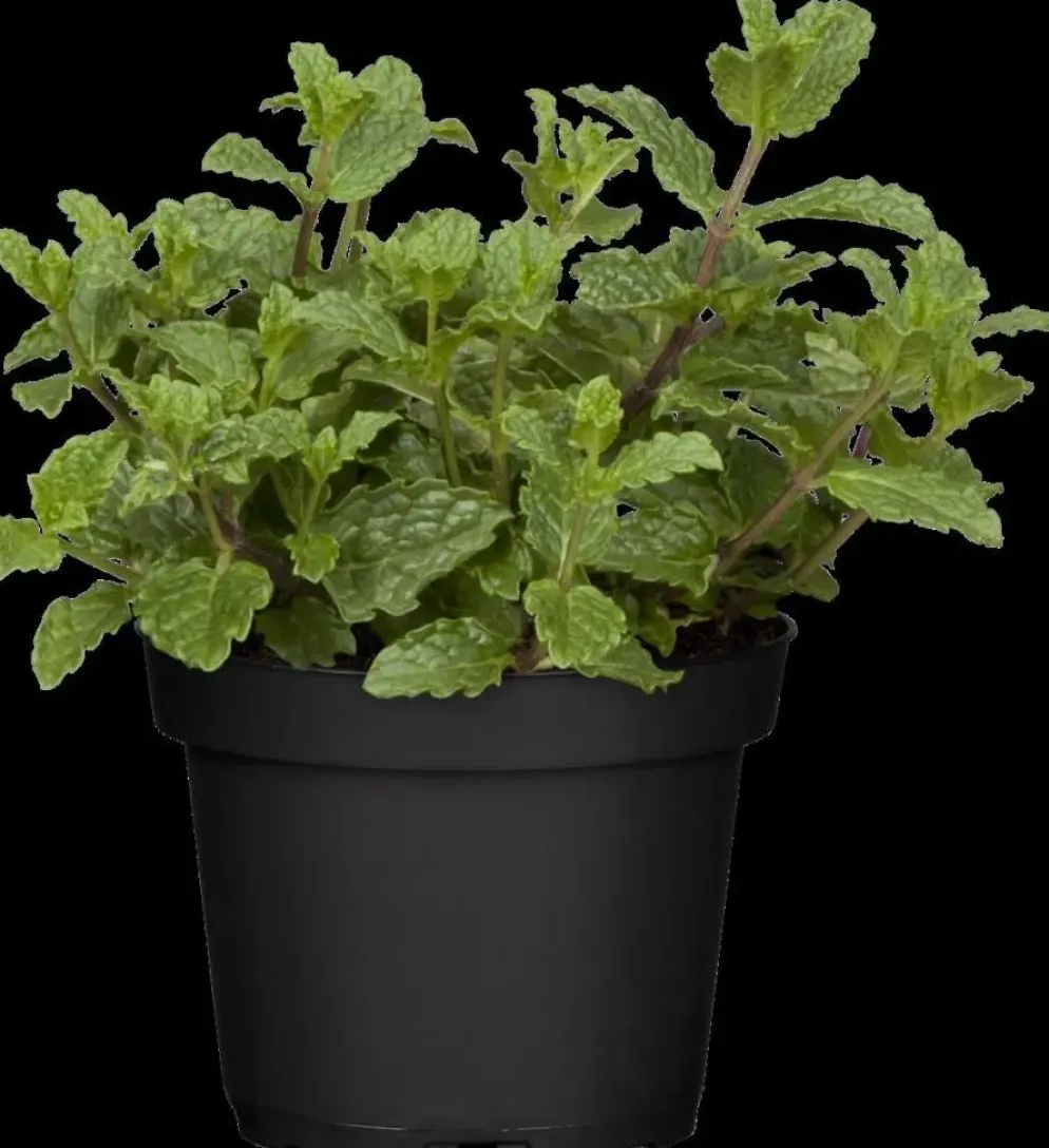 Mentha piperita 'Black Mitcham' (Engelse zwarte munt)