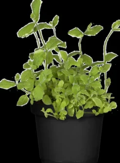 Mentha piperita 'Black Mitcham' (Engelse zwarte munt)
