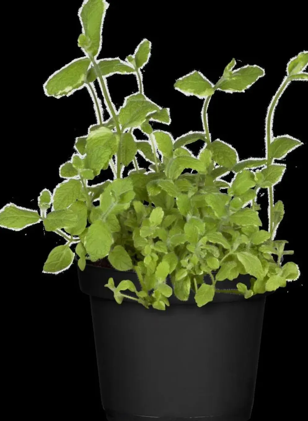 Mentha piperita 'Black Mitcham' (Engelse zwarte munt)