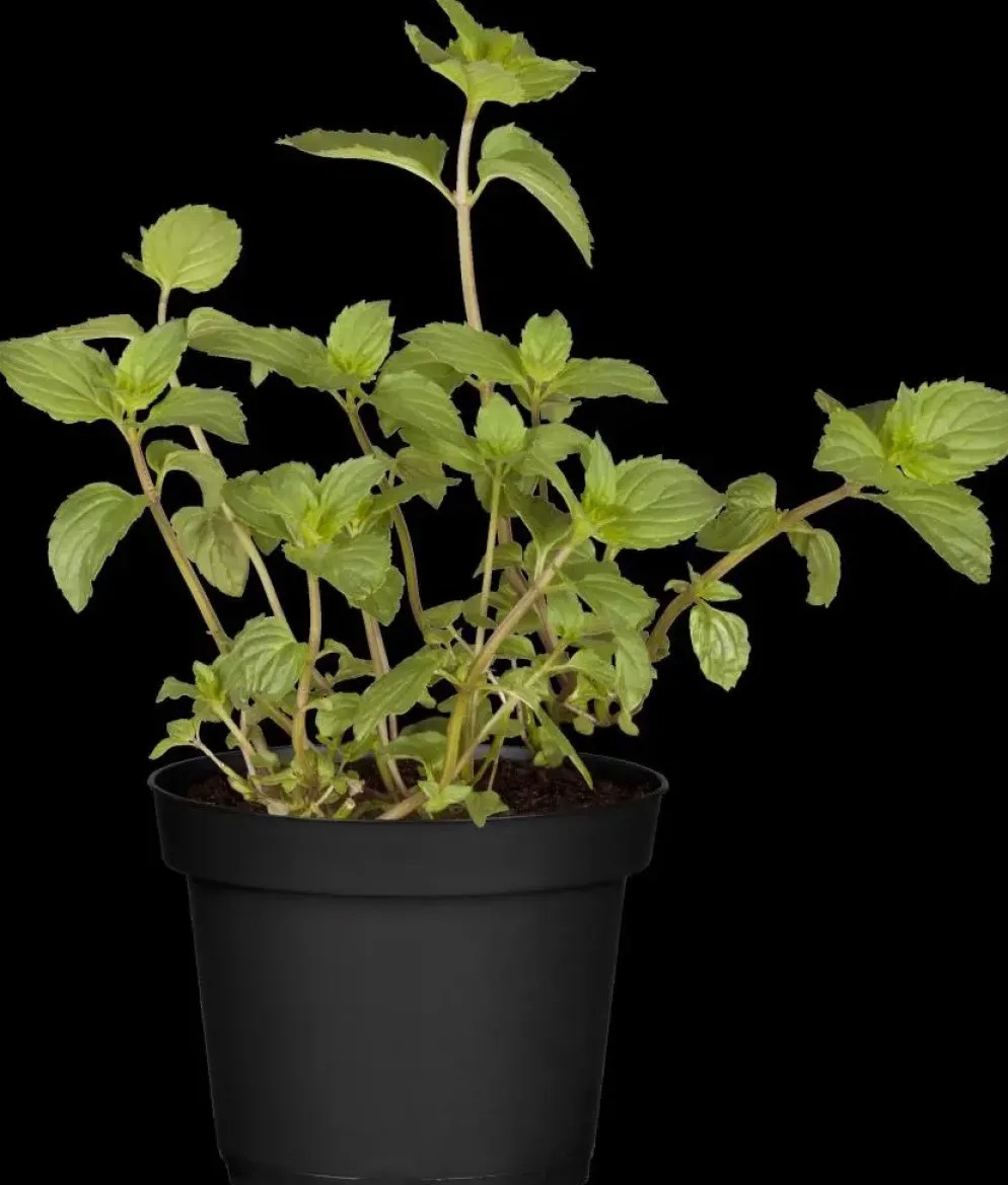 Mentha piperita 'Black Mitcham' (Engelse zwarte munt)