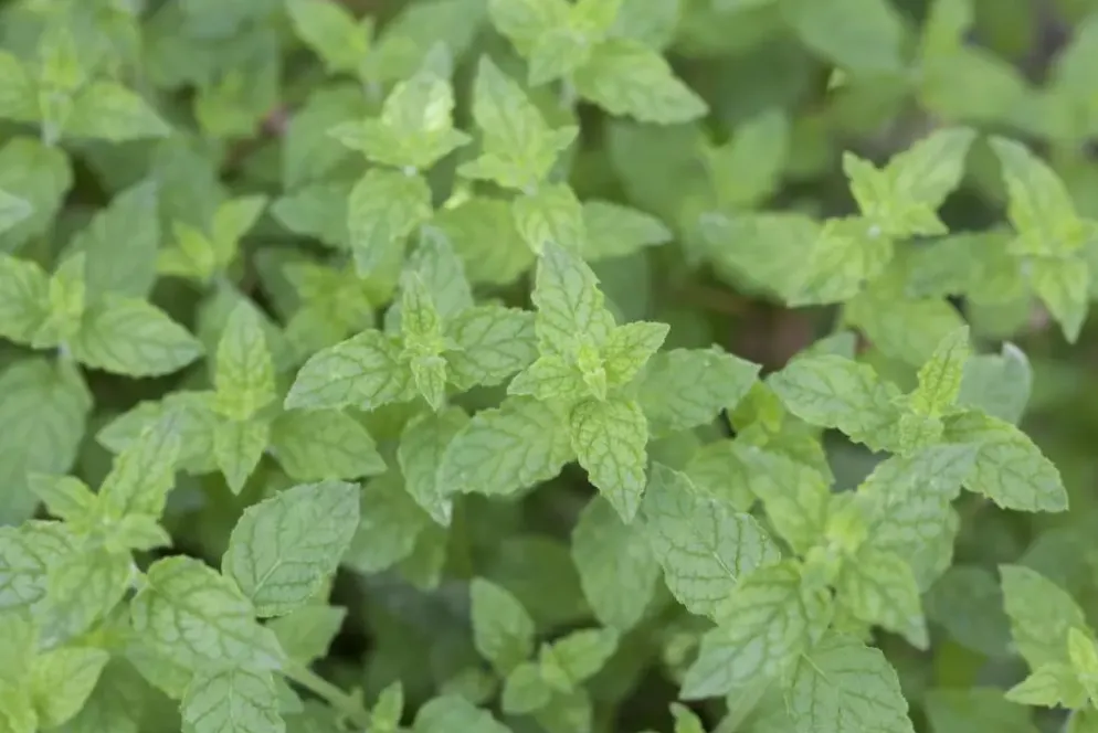 Mentha piperita 'Black Mitcham' (Engelse zwarte munt)