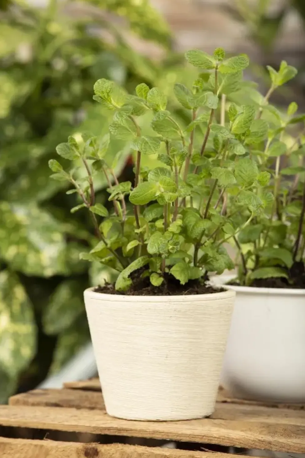Mentha piperita 'Black Mitcham' (Engelse zwarte munt)
