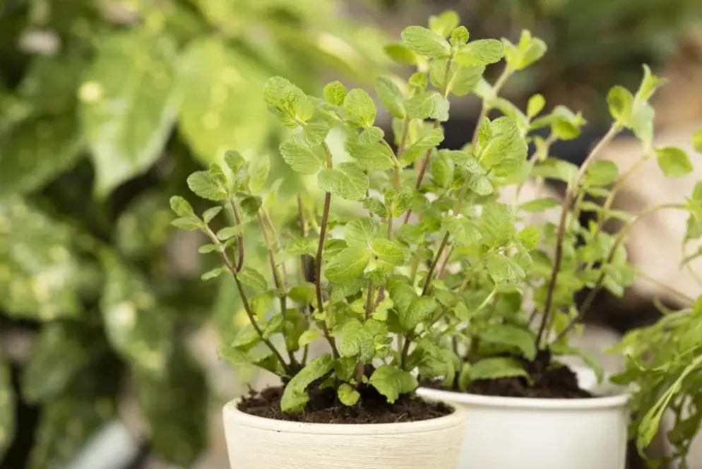 Mentha piperita 'Black Mitcham' (Engelse zwarte munt)