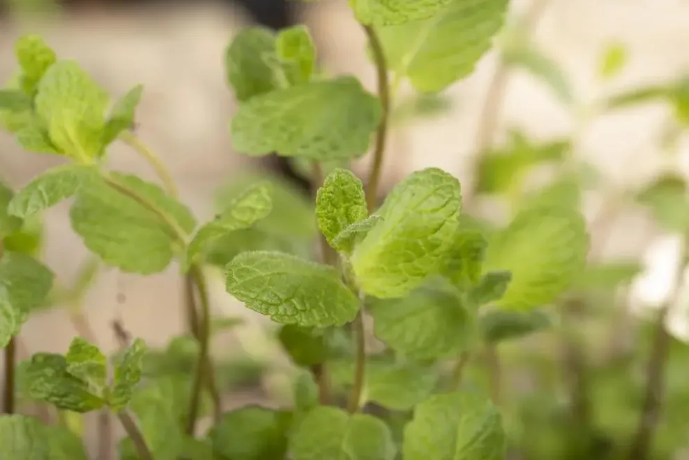 Mentha piperita 'Black Mitcham' (Engelse zwarte munt)