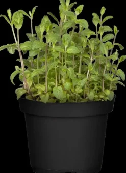 Mentha piperita 'Black Mitcham' (Engelse zwarte munt)