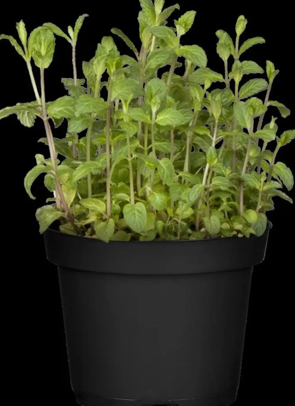 Mentha piperita 'Black Mitcham' (Engelse zwarte munt)