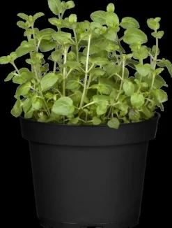 Mentha piperita 'Black Mitcham' (Engelse zwarte munt)