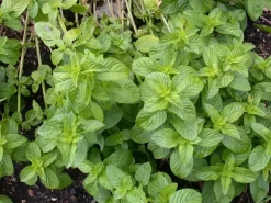 Mentha piperita 'Black Mitcham' (Engelse zwarte munt)