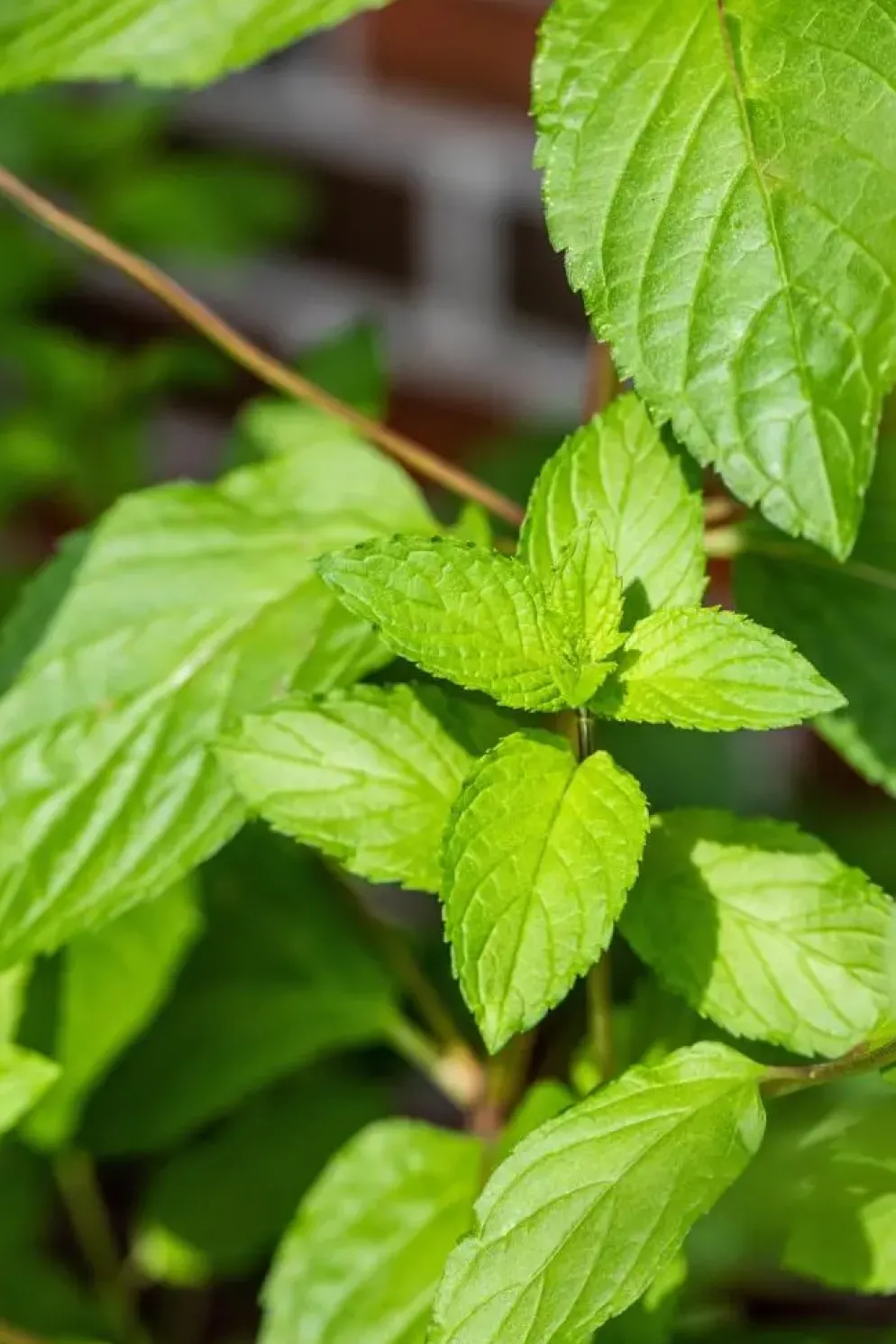 Mentha piperita 'Black Mitcham' (Engelse zwarte munt)