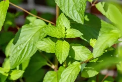 Mentha piperita 'Black Mitcham' (Engelse zwarte munt)