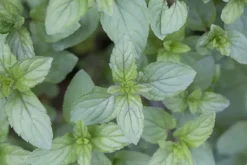 Mentha piperita 'Black Mitcham' (Engelse zwarte munt)