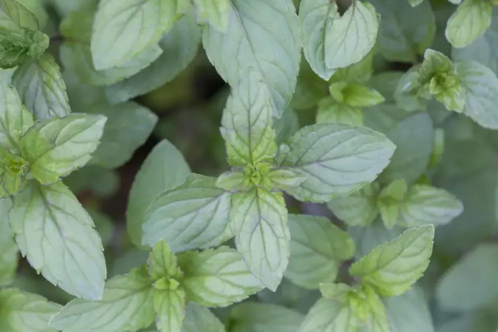Mentha piperita 'Black Mitcham' (Engelse zwarte munt)