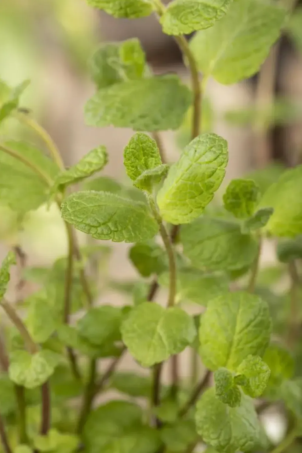 Mentha piperita 'Black Mitcham' (Engelse zwarte munt)