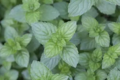 Mentha piperita 'Black Mitcham' (Engelse zwarte munt)