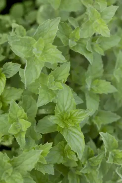 Mentha piperita 'Black Mitcham' (Engelse zwarte munt)