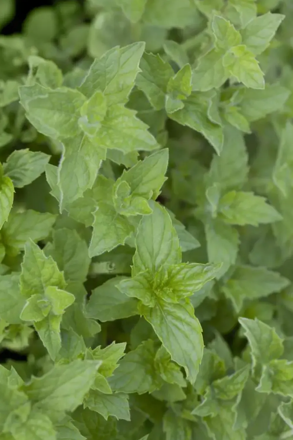 Mentha piperita 'Black Mitcham' (Engelse zwarte munt)
