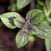 Mentha piperita 'Chocolate' (Chocolademunt)