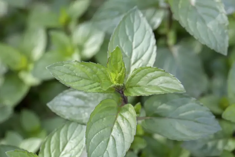 Mentha piperita 'Chocolate' (Chocolademunt)