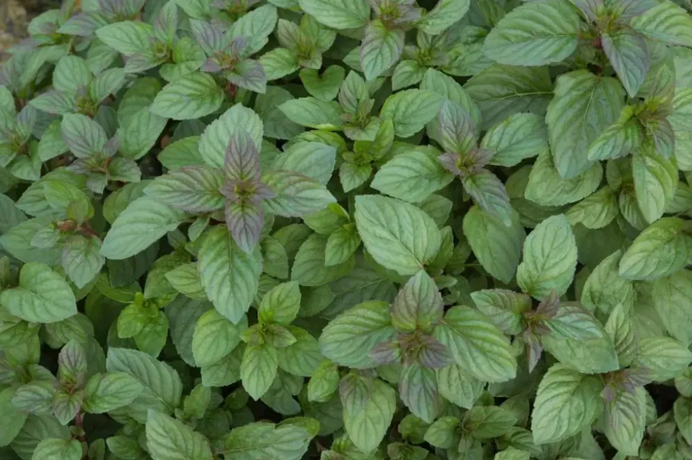 Mentha piperita 'Chocolate' (Chocolademunt)
