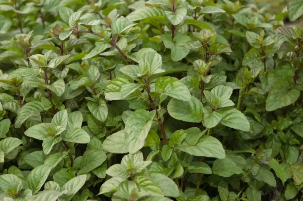Mentha piperita 'Chocolate' (Chocolademunt)