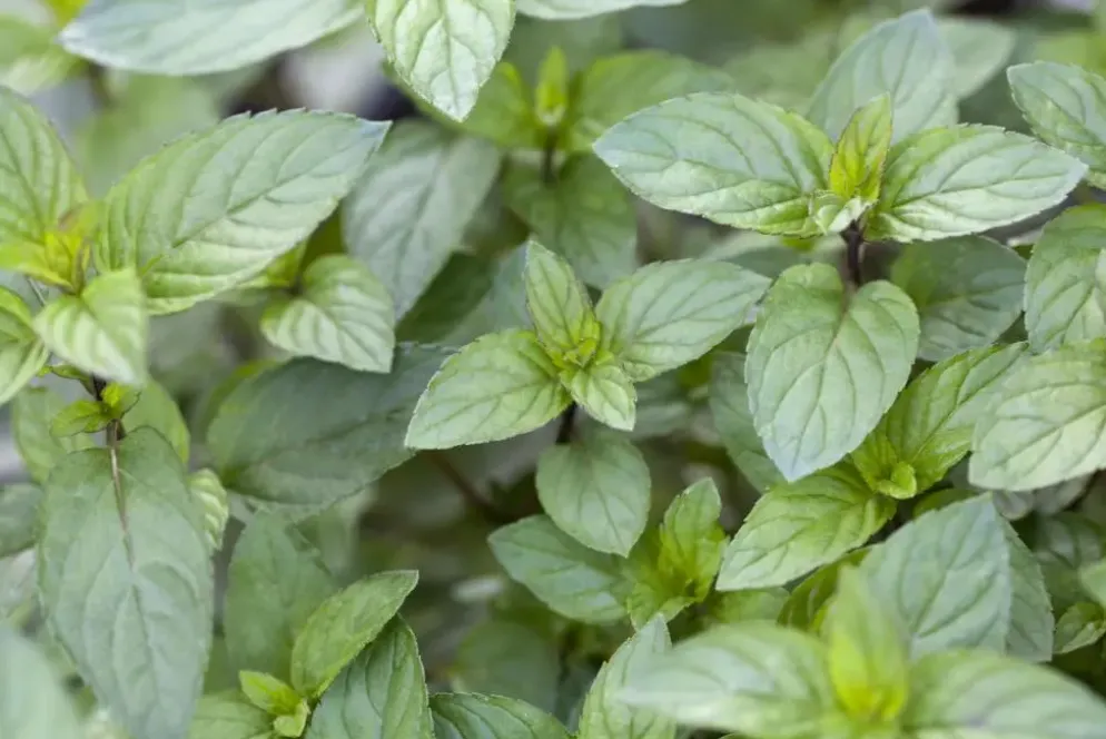 Mentha piperita 'Chocolate' (Chocolademunt)