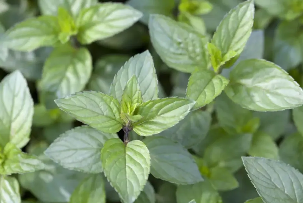 Mentha piperita 'Chocolate' (Chocolademunt)