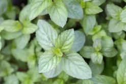 Mentha piperita 'Chocolate' (Chocolademunt)