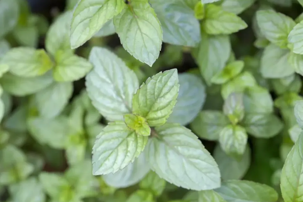 Mentha piperita 'Chocolate' (Chocolademunt)