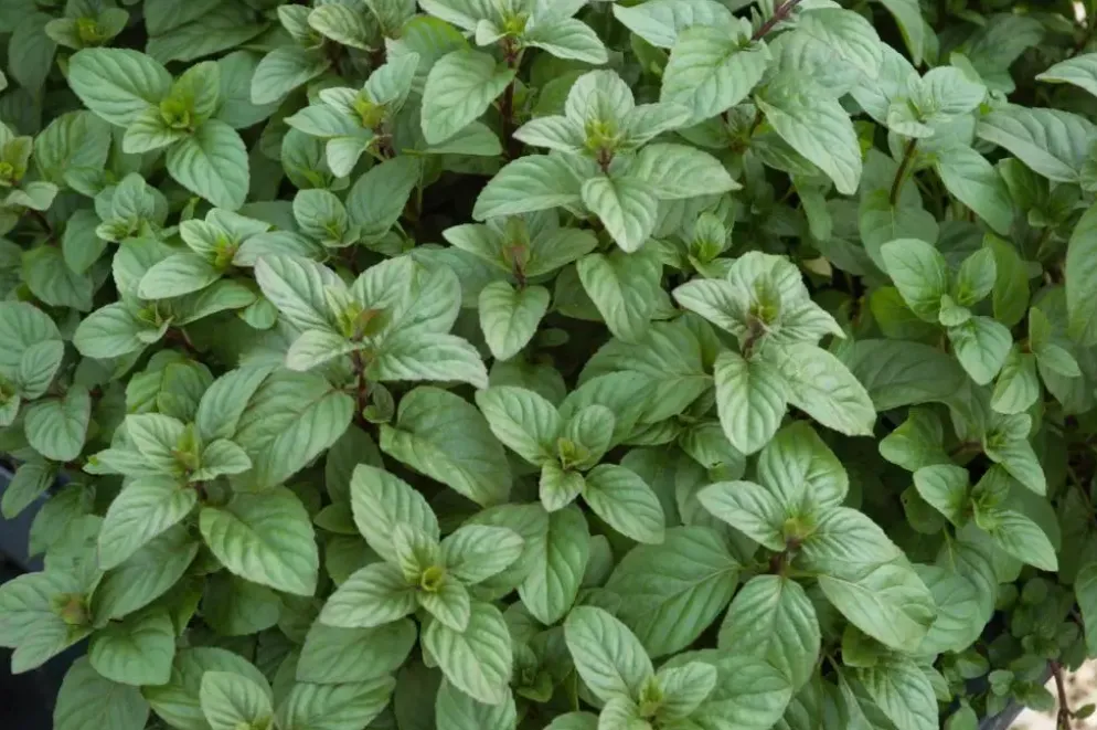 Mentha piperita 'Chocolate' (Chocolademunt)