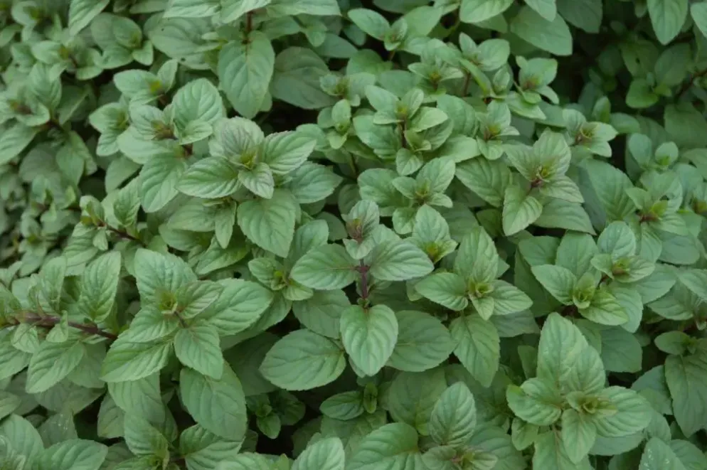 Mentha piperita 'Chocolate' (Chocolademunt)