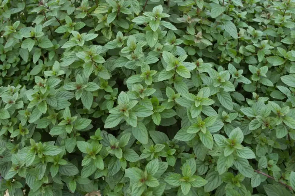 Mentha piperita 'Chocolate' (Chocolademunt)