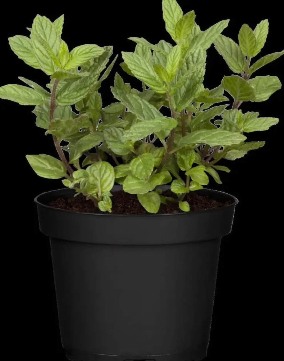Mentha piperita 'Chocolate' (Chocolademunt)
