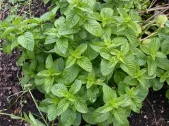 Mentha piperita 'Lemon' (Citroenmunt)